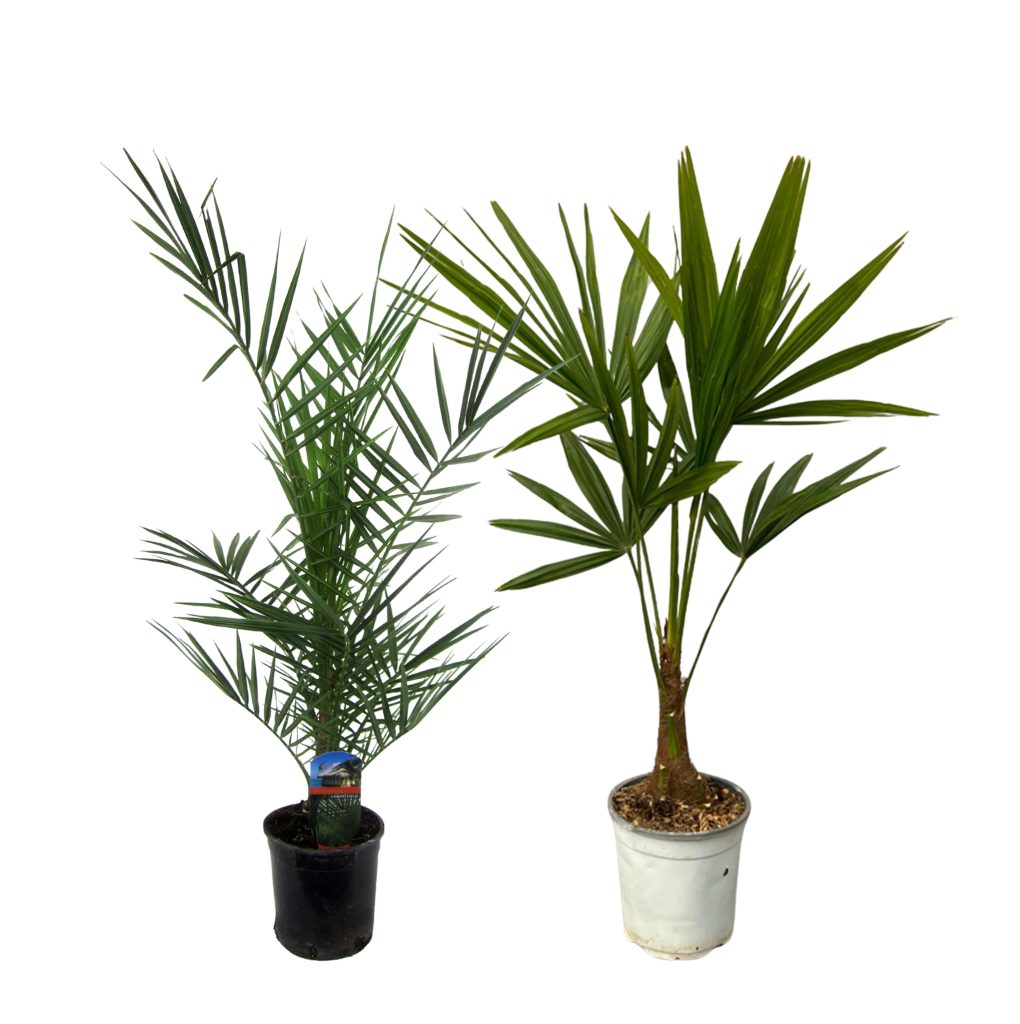 Twee kamerpalmen: Phoenix roebelenii en Rhapis excelsa in potten.
