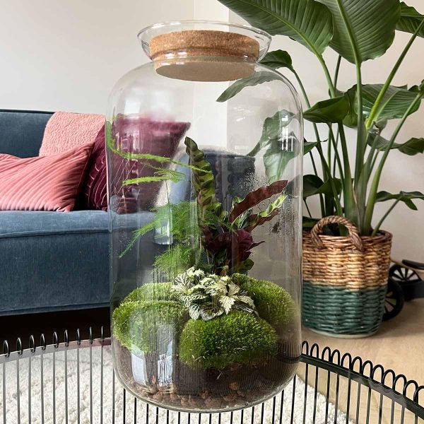 Glazen terrarium met mosbollen, witte Fittonia en Calathea lancifolia