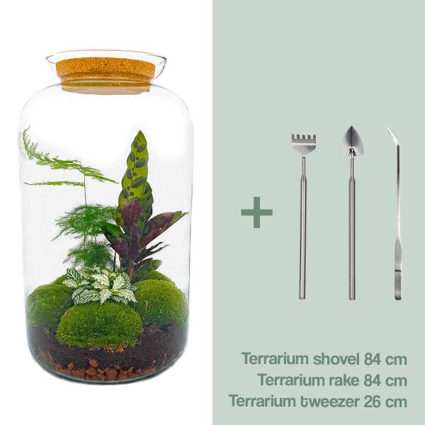 Glazen terrarium met Calathea lancifolia, fittonia en levend mos