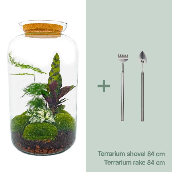 Glazen terrarium met Calathea lancifolia ('rattlesnake plant') tussen mos en Fittonia