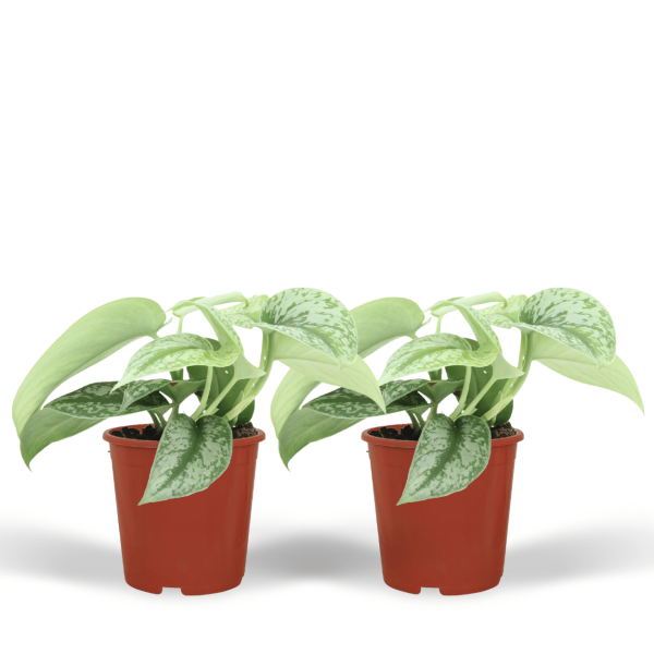 Scindapsus Pictus Trebie ↨15cm-ø12cm