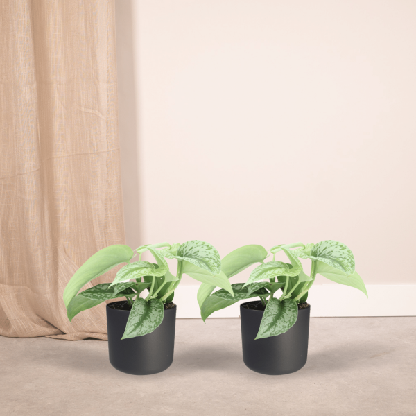 Scindapsus Pictus Trebie ↨15cm-ø12cm - Afbeelding 2