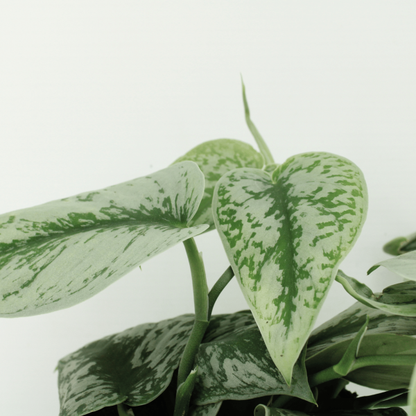 Scindapsus Pictus Trebie ↨15cm-ø12cm - Afbeelding 3