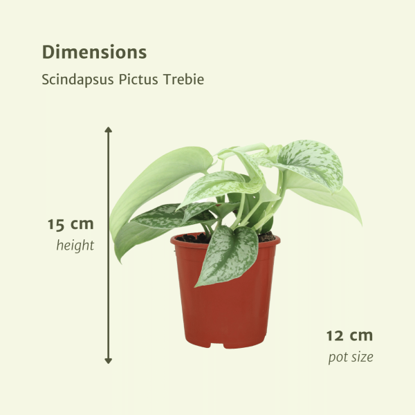 Scindapsus Pictus Trebie ↨15cm-ø12cm - Afbeelding 4