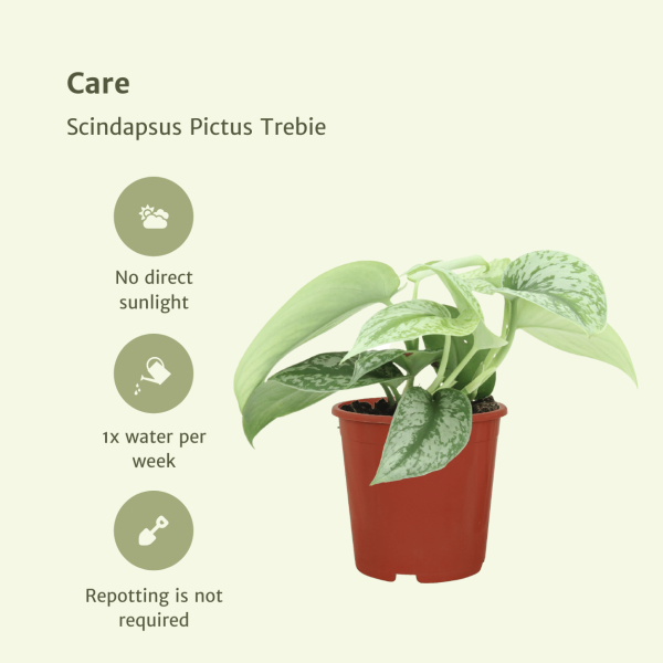 Scindapsus Pictus Trebie ↨15cm-ø12cm - Afbeelding 5