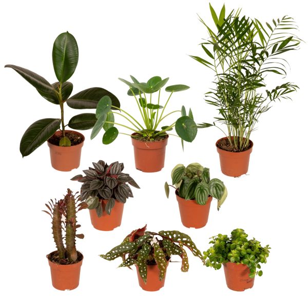 Buitenbeentjesbox C 8 stuks ↨25cm-ø12cm