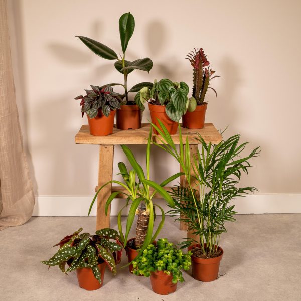 Buitenbeentjesbox C 8 stuks ↨25cm-ø12cm - Afbeelding 2