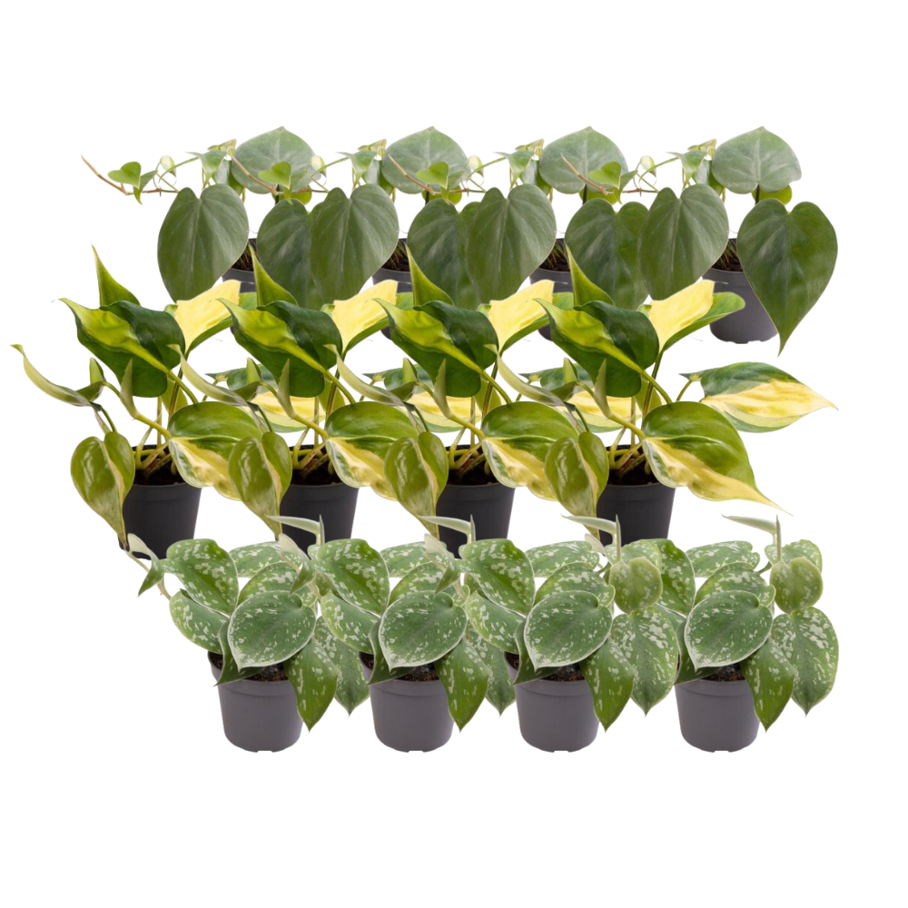 Mix van Philodendron scandens, Philodendron ’Brasil’ en Scindapsus pictus in pot