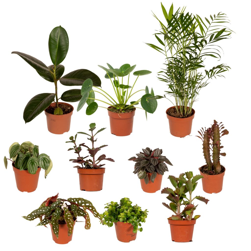 Mix van 11 kamerplanten met Pilea peperomioides als blikvanger