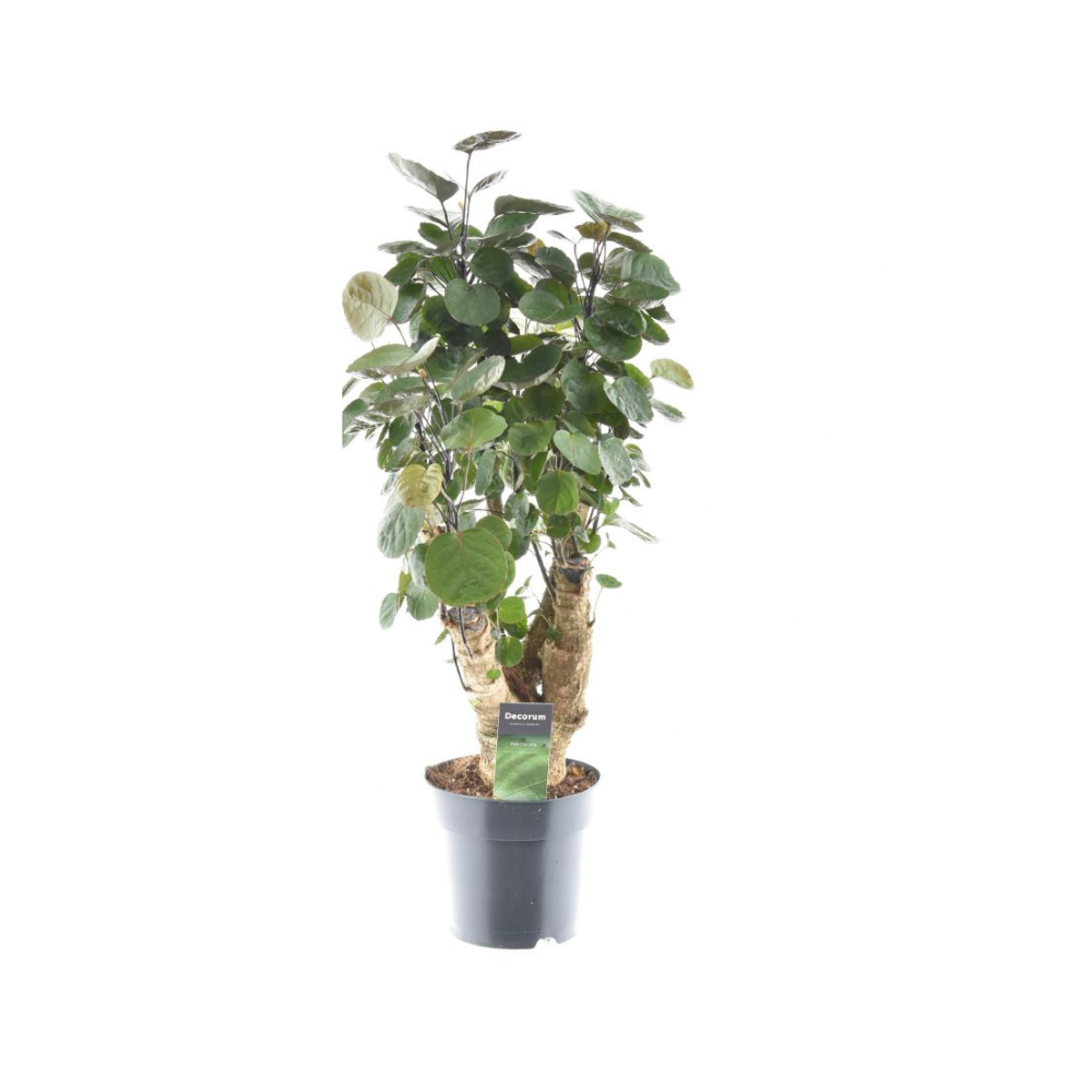 Fabian aralia met ronde groene bladeren in pot (Polyscias scutellaria)