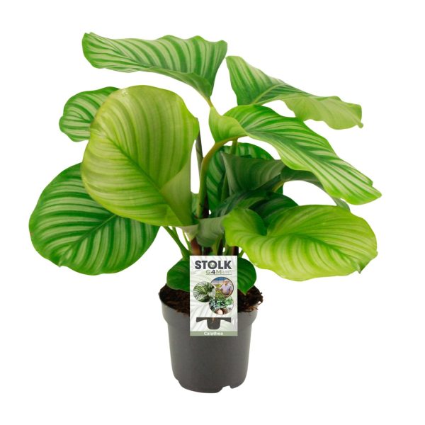 Calathea Orbifolia ↨14cm-ø50cm
