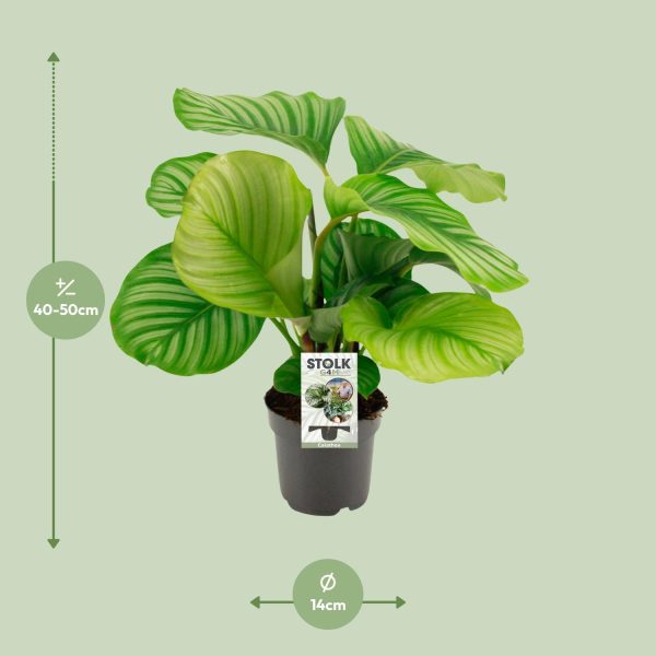 Calathea Orbifolia ↨14cm-ø50cm - Afbeelding 7