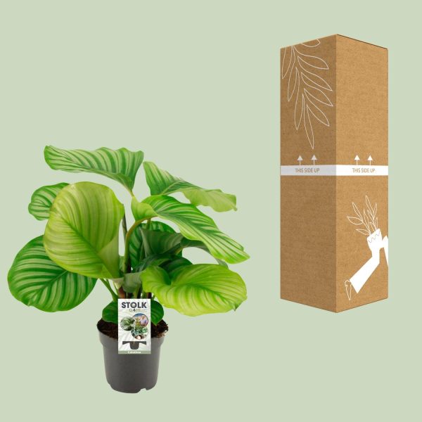 Calathea Orbifolia ↨14cm-ø50cm - Afbeelding 8