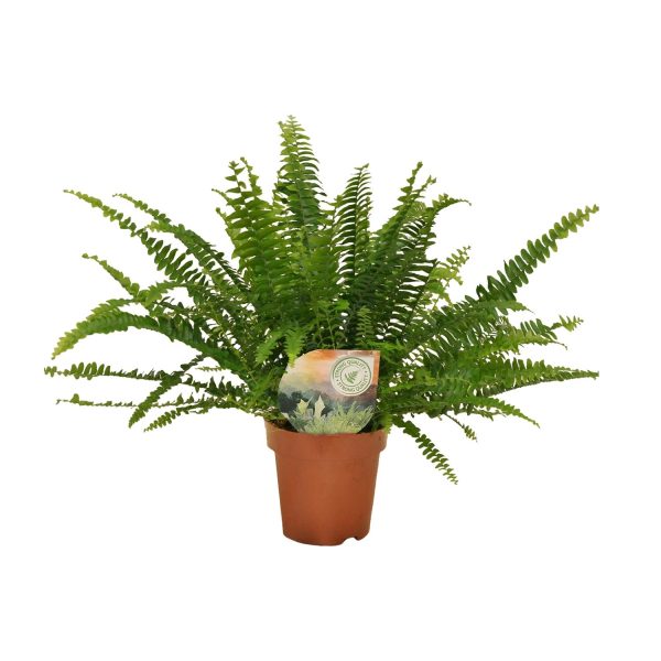 Weelderige krulvaren (Nephrolepis exaltata) in pot