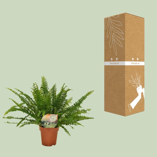 Weelderige krulvaren in pot met verpakking voor snelle verzending
