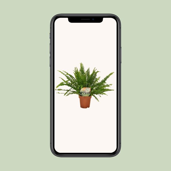 Groene Bostonvaren in terracotta pot, weelderige krulvaren voor een levendige interieurlook
