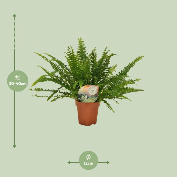 Bostonvaren (Nephrolepis exaltata) met weelderige, frisgroene bladeren in pot Ø12cm