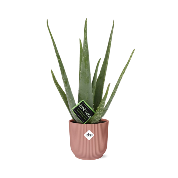 Donkergroene Aloe vera in roze Elho plantenpot – onderhoudsvriendelijke binnenplant