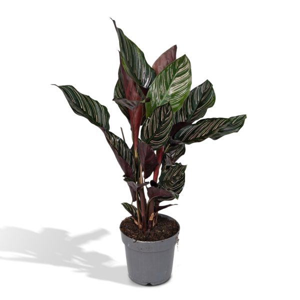 Calathea Ornata ↨50cm-ø14cm
