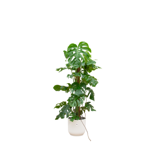 Monstera inc Elho mand wit ↨120cm-ø30cm