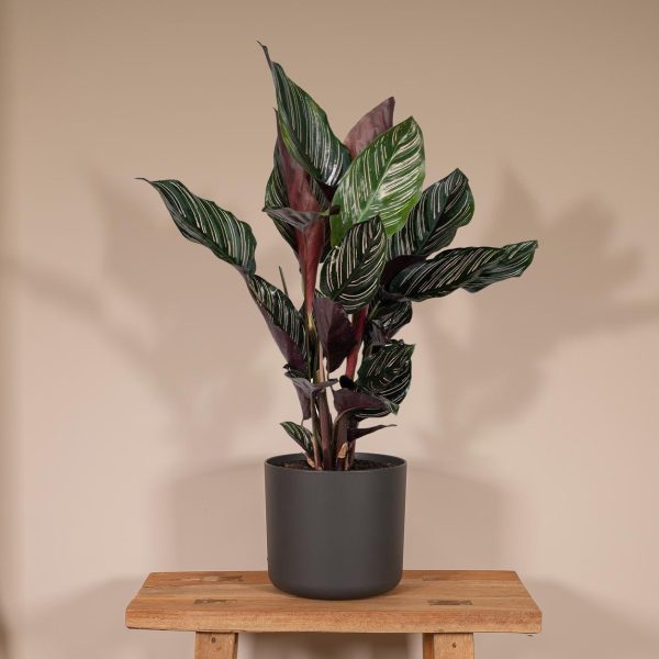 Calathea Ornata ↨50cm-ø14cm - Afbeelding 2