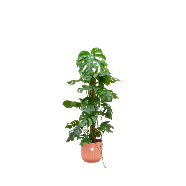 Monstera inc Elho mand roze ↨120cm-ø30cm