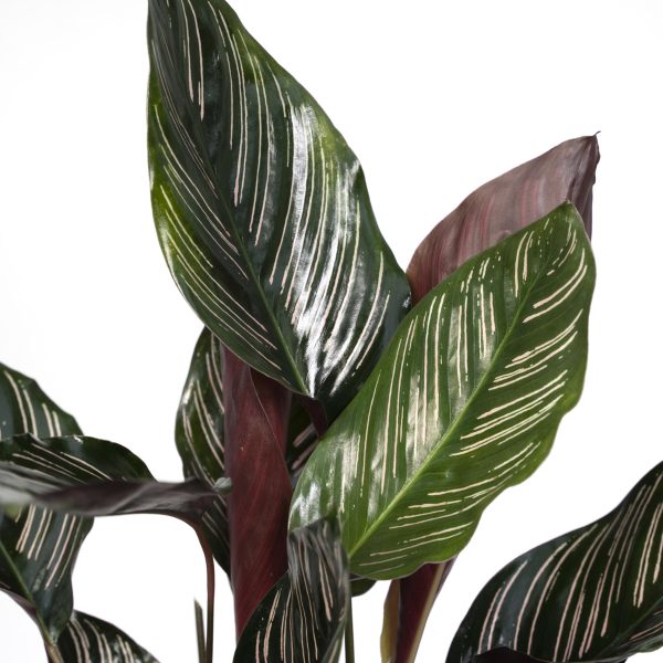 Calathea Ornata ↨50cm-ø14cm - Afbeelding 3