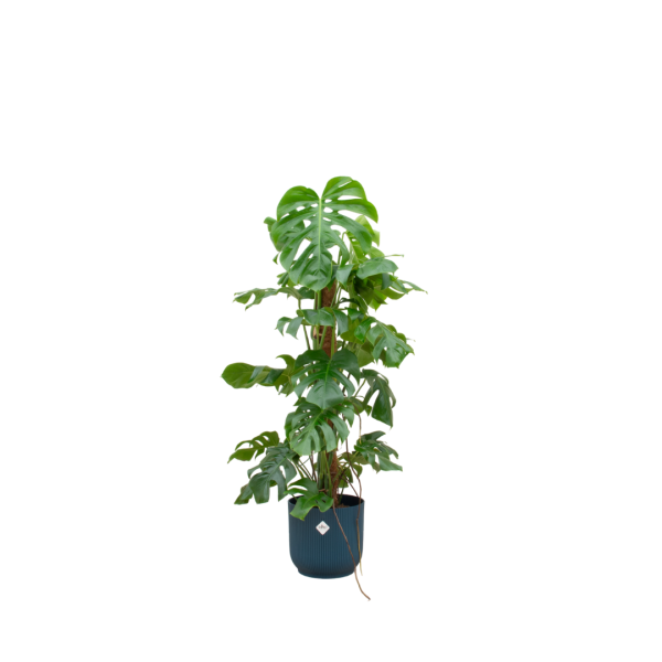 Monstera inc Elho mand blauw ↨120cm-ø30cm