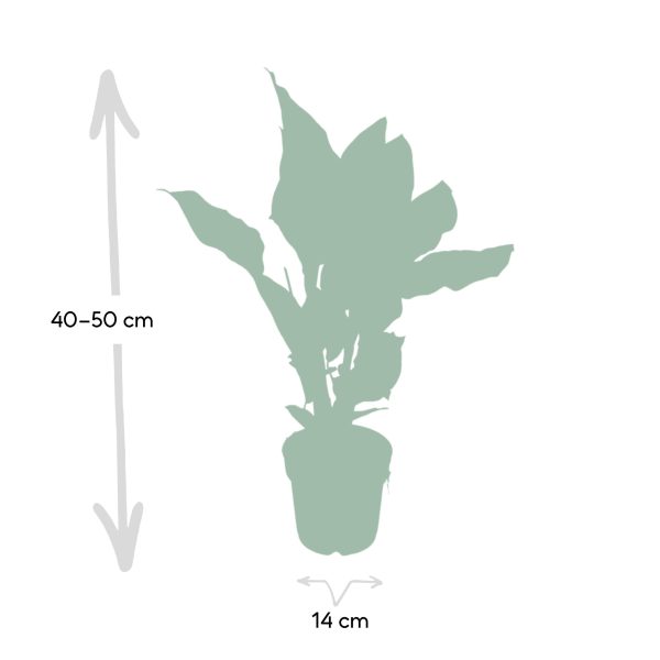 Calathea Ornata ↨50cm-ø14cm - Afbeelding 4