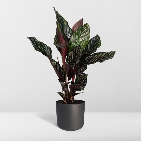 Calathea Ornata ↨50cm-ø14cm - Afbeelding 8