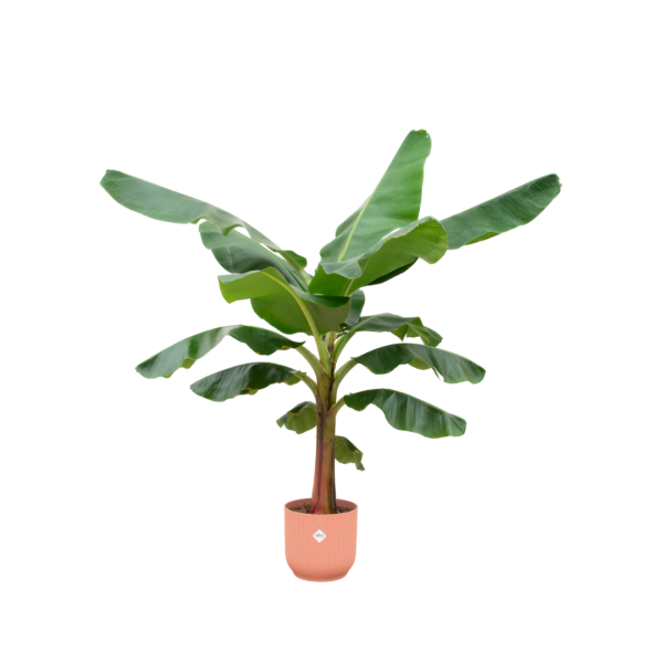 Bananenplant in roze pot ↨150cm-ø30cm