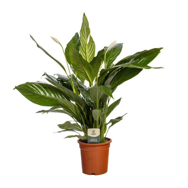 Groene Spathiphyllum lepelplant met witte bloemen in pot