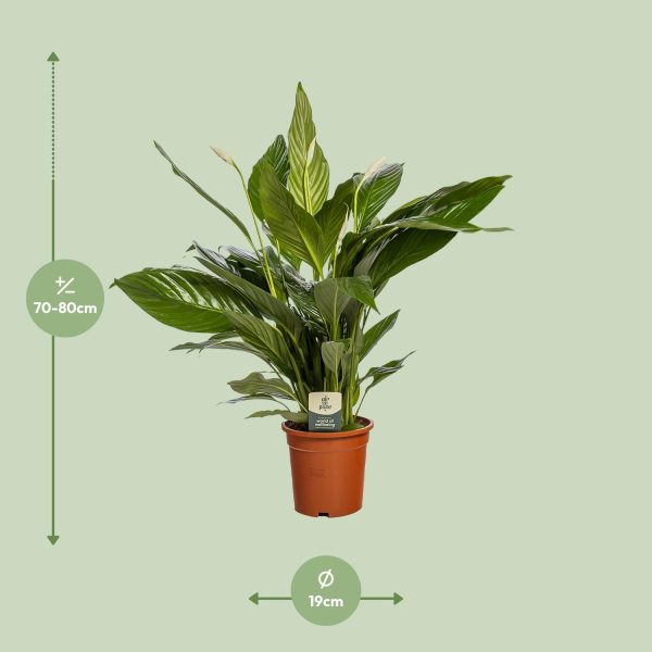 Spathiphyllum (lepelplant) in pot van 19 cm met weelderige groene bladeren