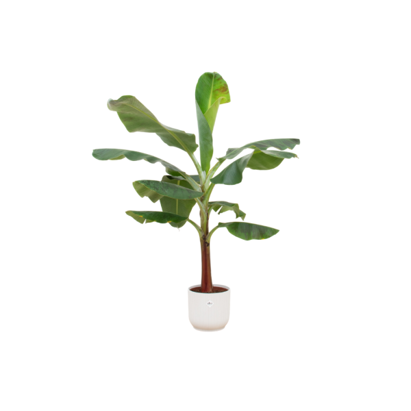 Bananenplant in witte Elho pot ↨120cm-ø30cm