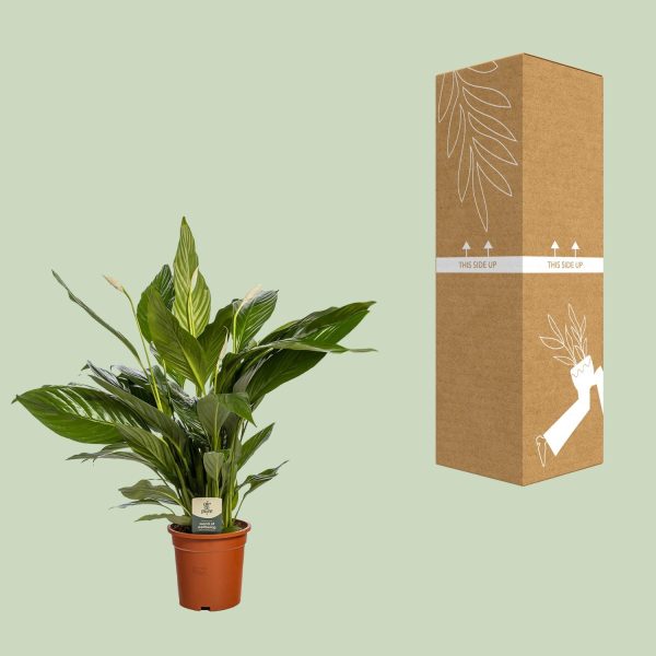 Spathiphyllum (vredeslelie) in terracottapot naast hoge verzenddoos met 'this side up' markering