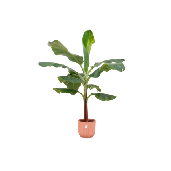 Bananenplant (Musa) in terracotta pot met grote, groene bladeren
