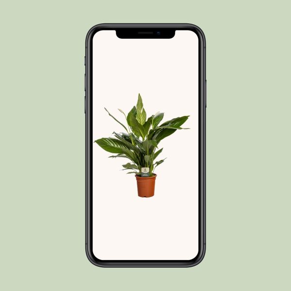 Spathiphyllum (lepelplant) met glanzende groene bladeren en witte bloemknop in pot