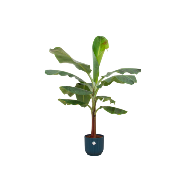 Musa bananenplant met brede donkergroene bladeren in pot