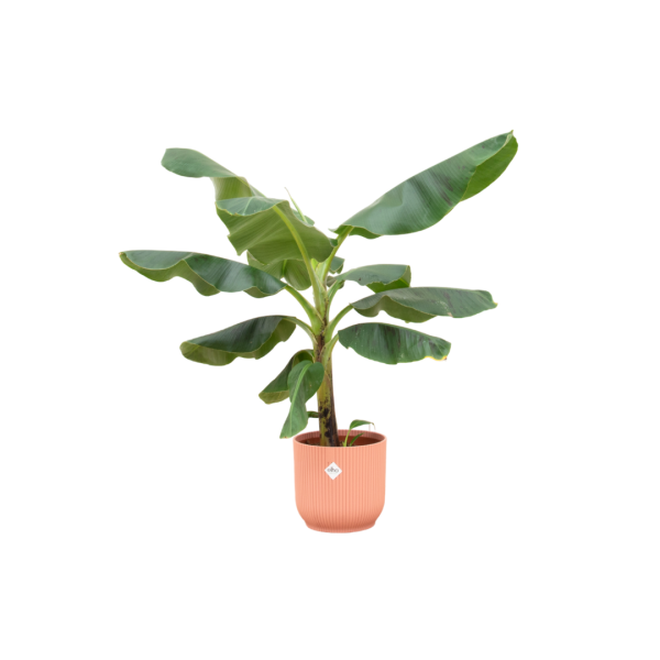 Bananenplant in Elho pot roze ↨100cm-ø22cm