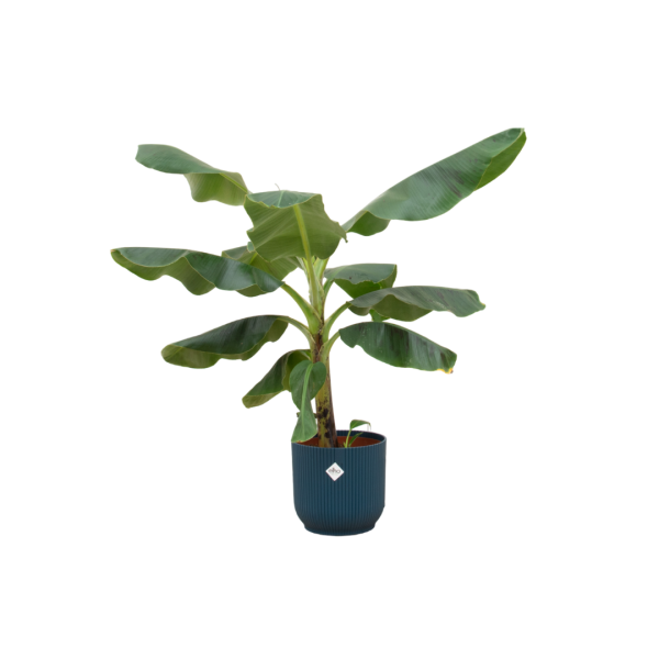 Bananenplant in Elho pot blauw ↨100cm-ø22cm