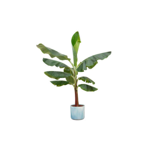 Bananenplant blauwe ocean pot ↨120cm-ø30cm