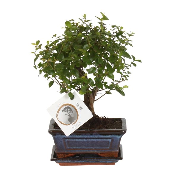 Bonsai Bolvorm ↨30cm-ø15cm