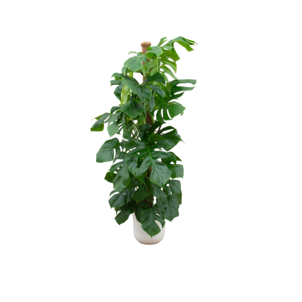Monstera inc Elho mand wit ↨150cm-ø26cm