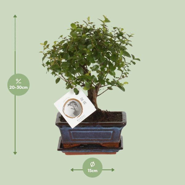 Bonsai Bolvorm ↨30cm-ø15cm - Afbeelding 2