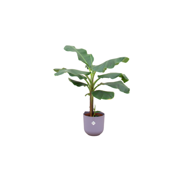 Groene bananenplant (Musa) in sierpot met brede bladeren en tropische uitstraling.