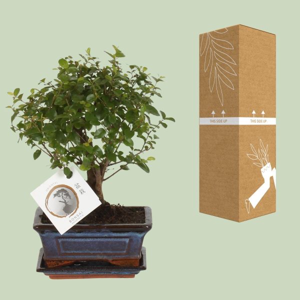 Bonsai Bolvorm ↨30cm-ø15cm - Afbeelding 3