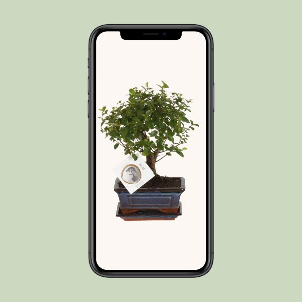 Bonsai Bolvorm ↨30cm-ø15cm - Afbeelding 4