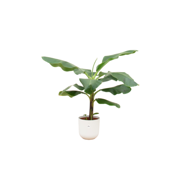 Tropische bananenplant (Musa) met grote groene bladeren in wit sierpotje