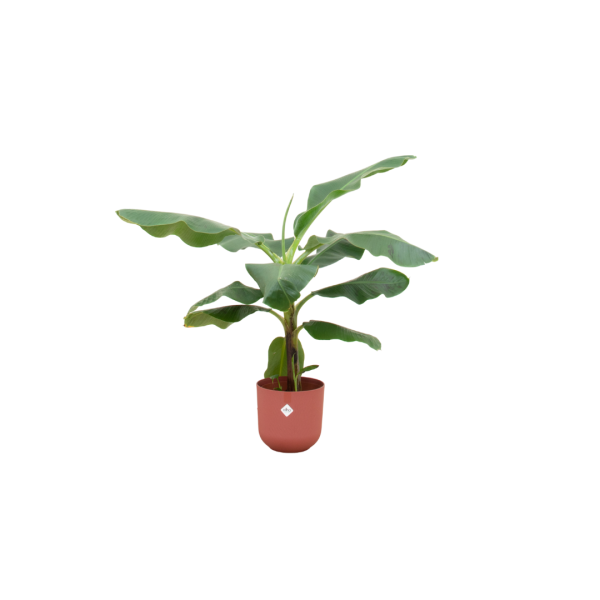 Luxe Musa bananenplant met weelderige groene bladeren in terracotta pot