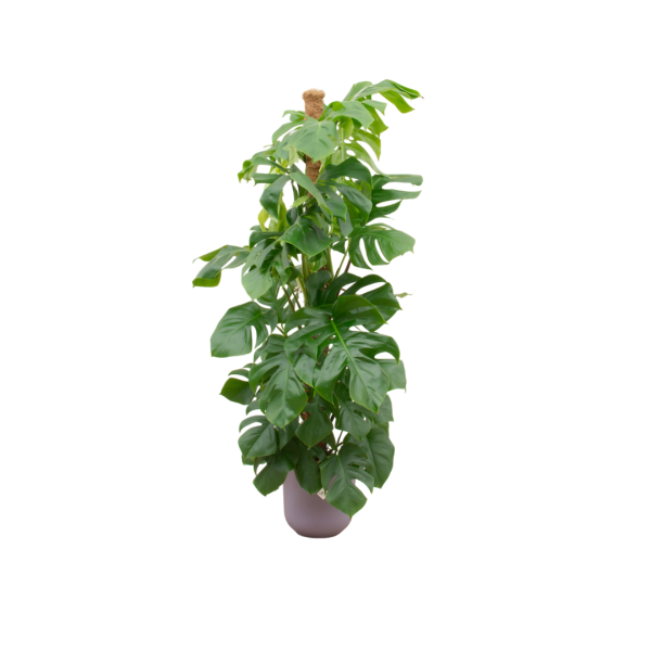 Monstera inc Elho mand lila ↨150cm-ø26cm